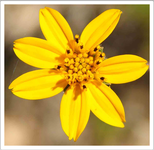Flora Photography