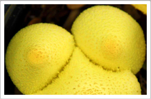 Austin Mushroom