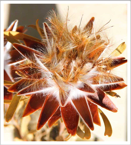Real Flower!